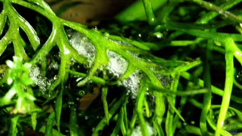 Besatz im Aquarium Chao phraya von lomarraco (77)