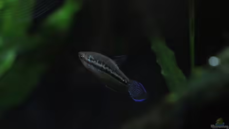 Besatz im Aquarium Chao phraya von lomarraco (78)