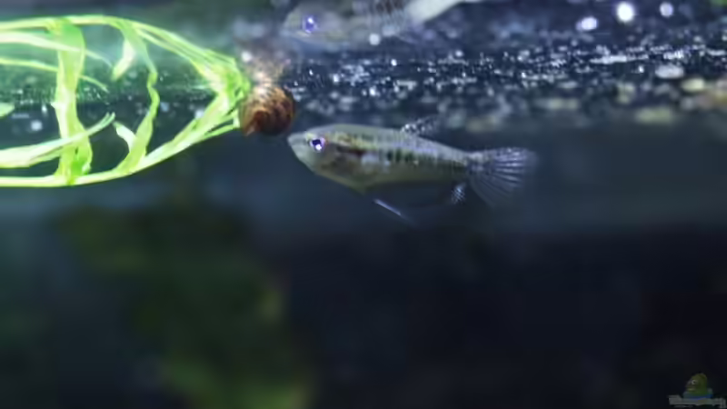 Besatz im Aquarium Chao phraya von lomarraco (87)