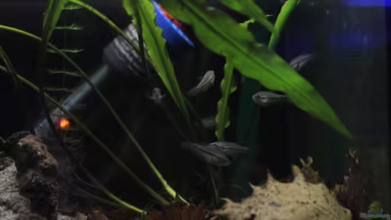 Besatz im Aquarium Chao phraya von lomarraco (89)