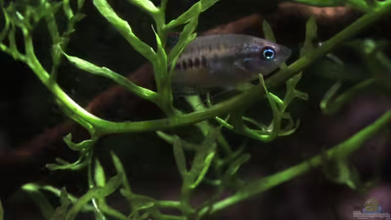 Besatz im Aquarium Chao phraya von lomarraco (90)