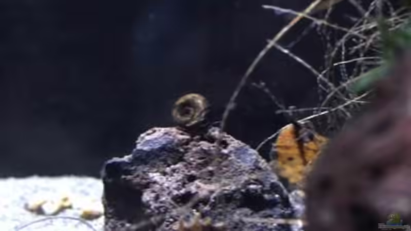 Besatz im Aquarium Chao phraya von lomarraco (91)