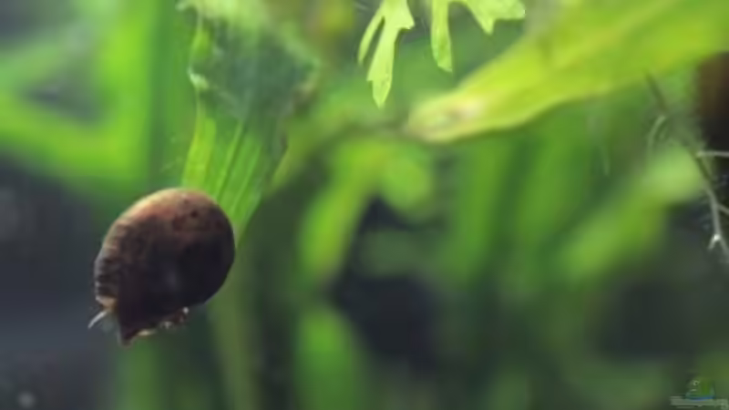 Besatz im Aquarium Chao phraya von lomarraco (92)