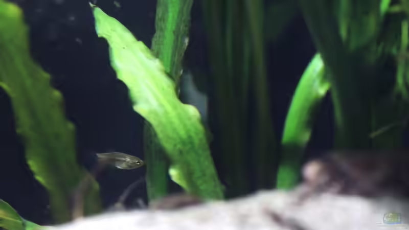 Besatz im Aquarium Chao phraya von lomarraco (94)