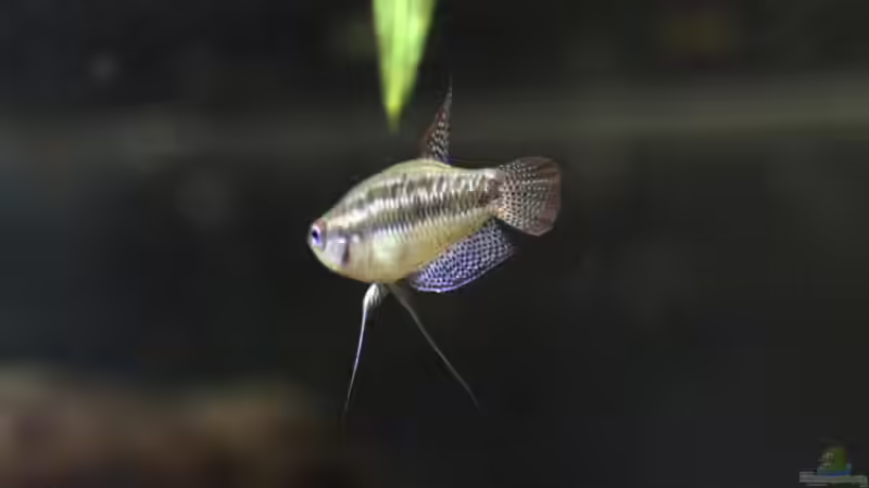 Besatz im Aquarium Chao phraya von lomarraco (95)