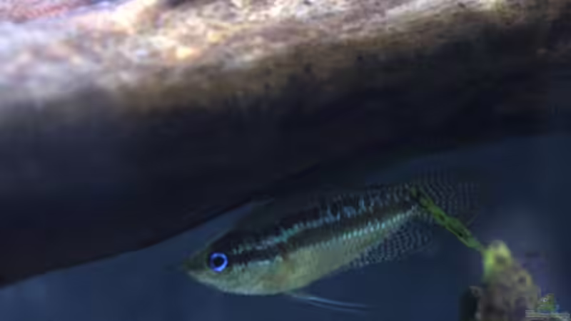 Besatz im Aquarium Chao phraya von lomarraco (96)