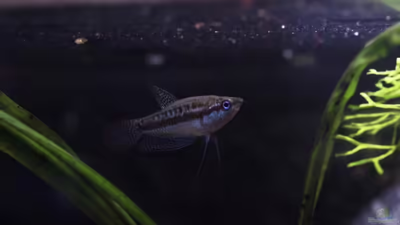 Besatz im Aquarium Chao phraya von lomarraco (97)