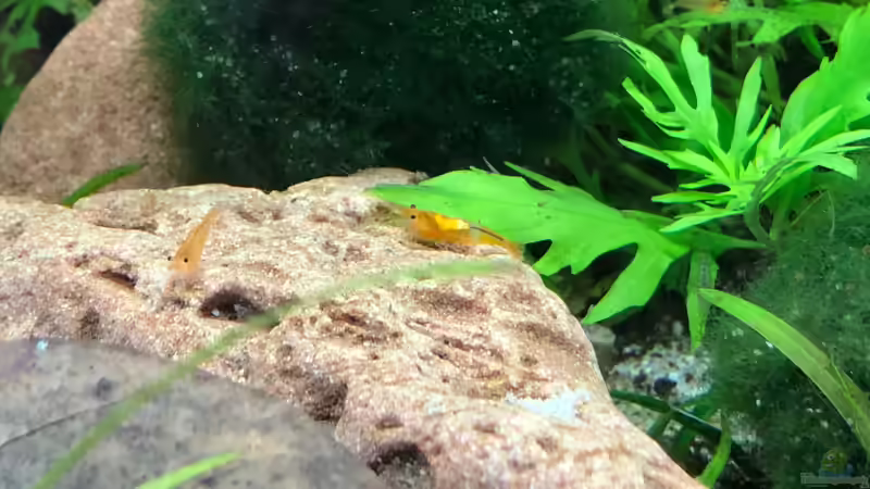 Besatz im Aquarium Cherax Pulcher von derflo (15)