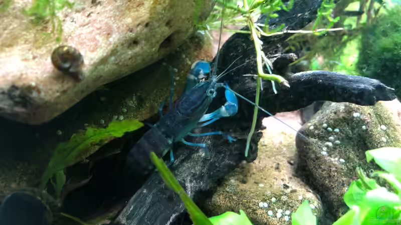 Besatz im Aquarium Cherax Pulcher von derflo (16)