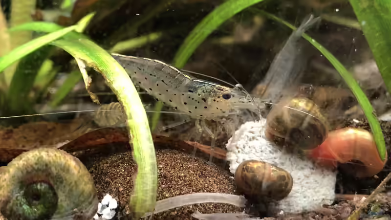 Besatz im Aquarium Cherax Pulcher von derflo (8)