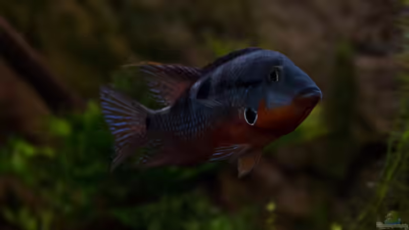 Besatz im Aquarium Chichlidius Tank von GoreSlayer (116)