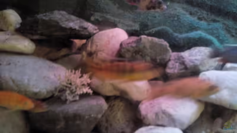 Besatz im Aquarium Chill von Marcel Wagner (20)