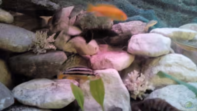 Besatz im Aquarium Chill von Marcel Wagner (21)