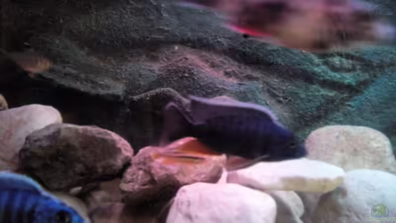 Besatz im Aquarium Chill von Marcel Wagner (22)