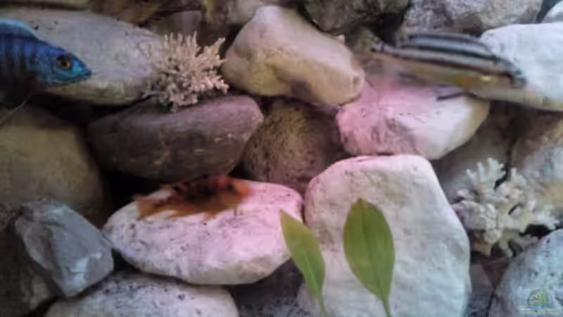 Besatz im Aquarium Chill von Marcel Wagner (23)