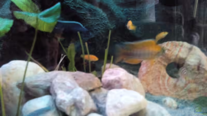 Besatz im Aquarium Chill von Marcel Wagner (25)