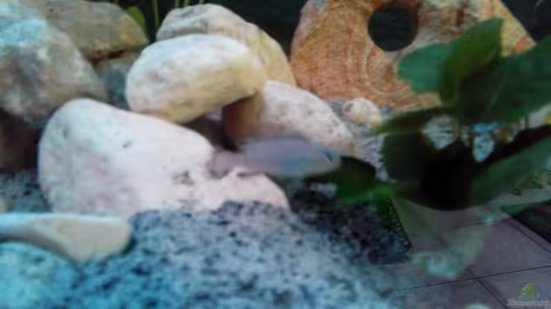 Besatz im Aquarium Chill von Marcel Wagner (29)