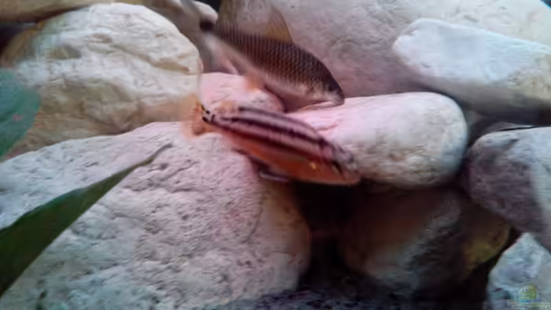 Besatz im Aquarium Chill von Marcel Wagner (30)