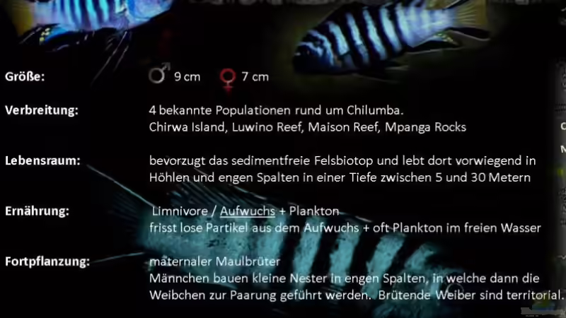 Besatz im Aquarium Chrisly on Malawi von Chrisly (16)