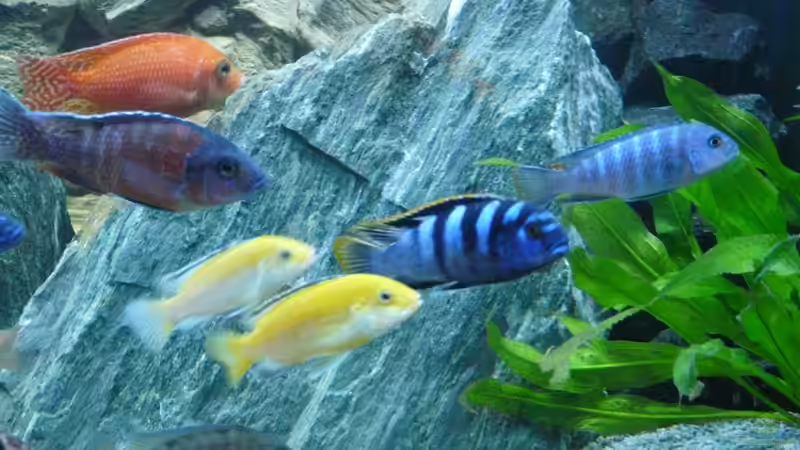 Besatz im Aquarium Chrisly on Malawi von Chrisly (17)