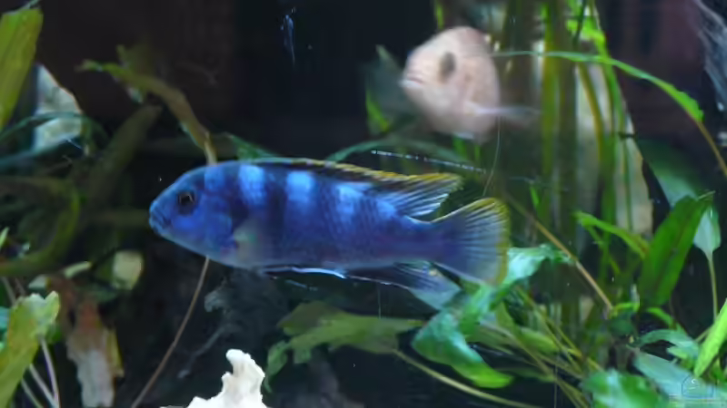 Besatz im Aquarium Chrisly on Malawi von Chrisly (23)