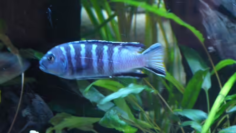 Besatz im Aquarium Chrisly on Malawi von Chrisly (24)