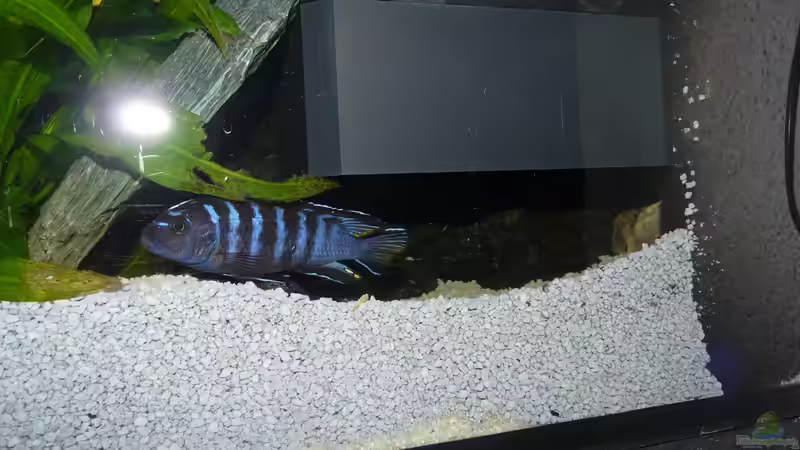 Besatz im Aquarium Chrisly on Malawi von Chrisly (26)