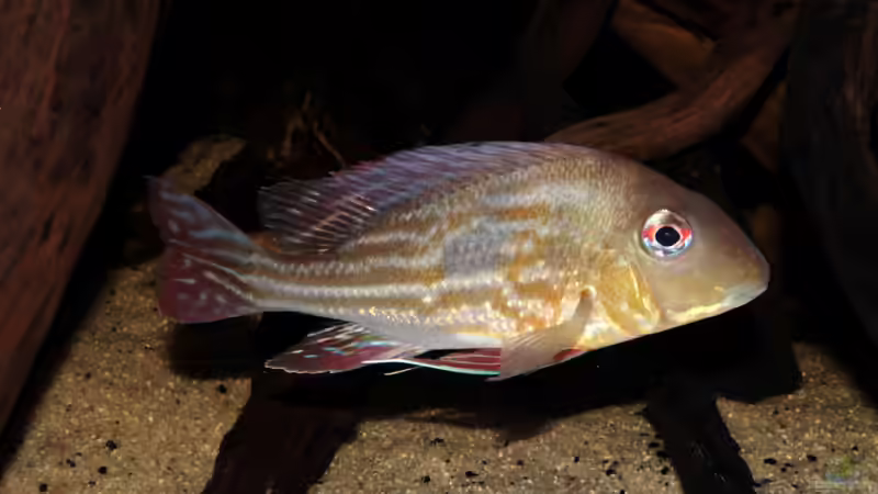 Besatz im Aquarium Cichlid Pearls vekauft von die Perle... (22)