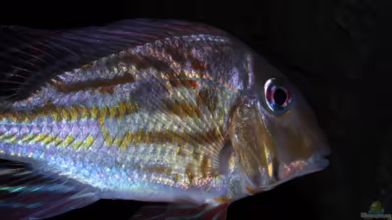 Besatz im Aquarium Cichlid Pearls vekauft von die Perle... (23)