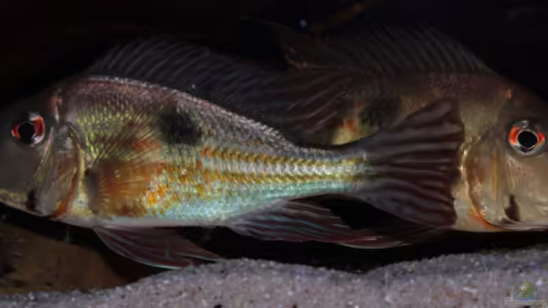 Besatz im Aquarium Cichlid Pearls vekauft von die Perle... (25)