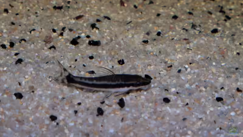 Besatz im Aquarium Cichlid Pearls vekauft von die Perle... (28)