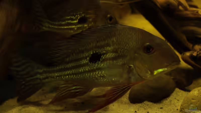 Besatz im Aquarium Cichlid Pearls vekauft von die Perle... (29)