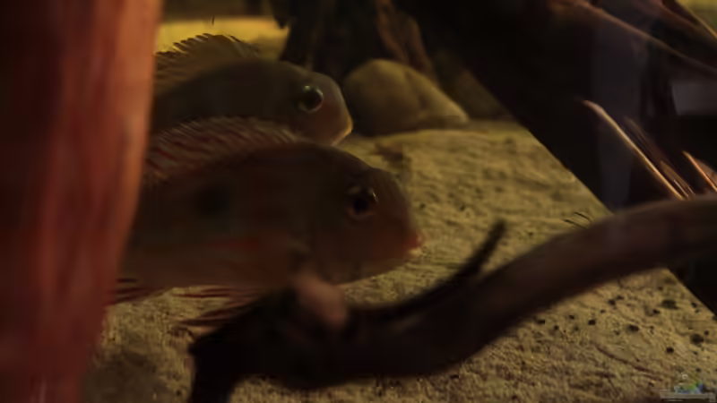 Besatz im Aquarium Cichlid Pearls vekauft von die Perle... (36)