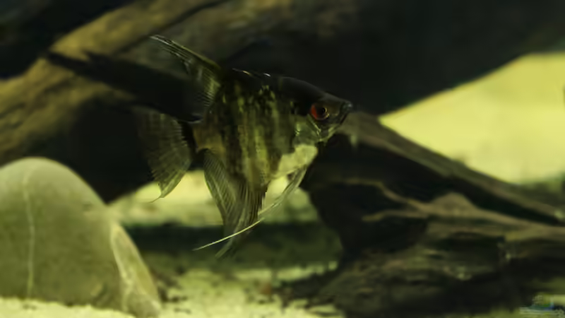 Besatz im Aquarium Cichlid Pearls vekauft von die Perle... (38)