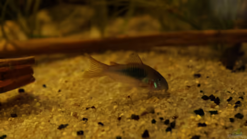 Besatz im Aquarium Cichlid Pearls vekauft von die Perle... (41)
