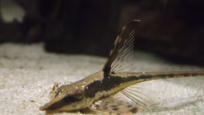 Besatz im Aquarium Cichlidenbecken von Juergen8 (10)