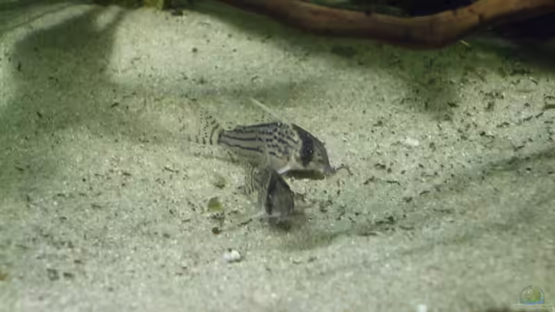 Besatz im Aquarium Cichlidenbecken von Juergen8 (11)