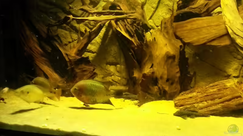 Besatz im Aquarium Cichlidenbecken von Juergen8 (12)