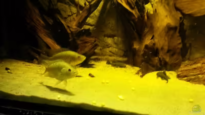 Besatz im Aquarium Cichlidenbecken von Juergen8 (13)