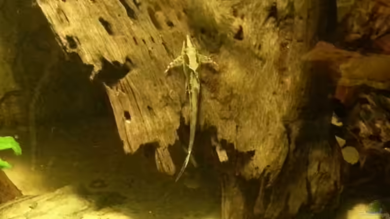 Besatz im Aquarium Cichlidenbecken von Juergen8 (14)