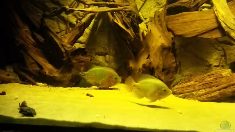 Besatz im Aquarium Cichlidenbecken von Juergen8 (15)