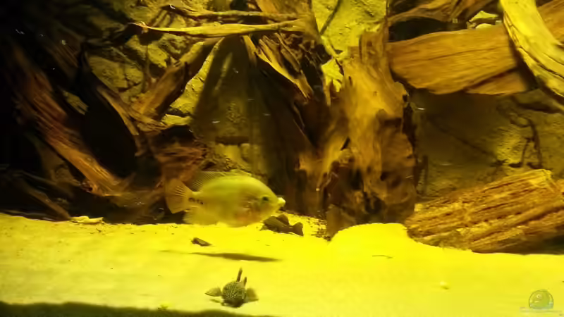 Besatz im Aquarium Cichlidenbecken von Juergen8 (16)