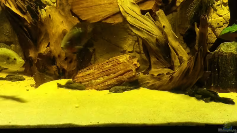 Besatz im Aquarium Cichlidenbecken von Juergen8 (17)