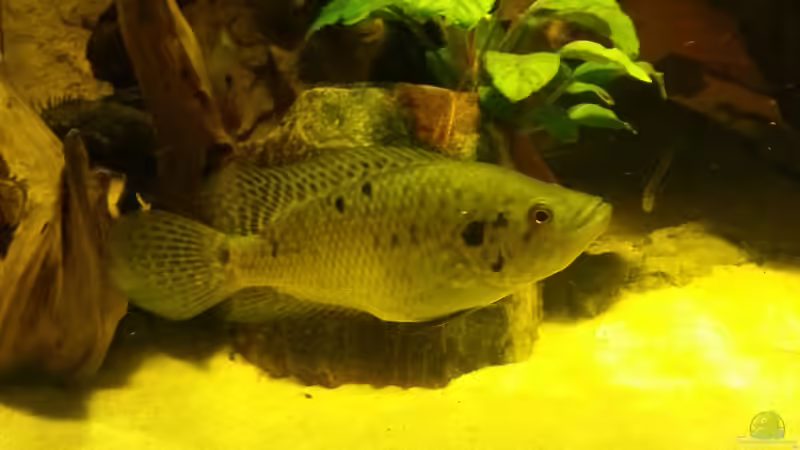 Besatz im Aquarium Cichlidenbecken von Juergen8 (19)