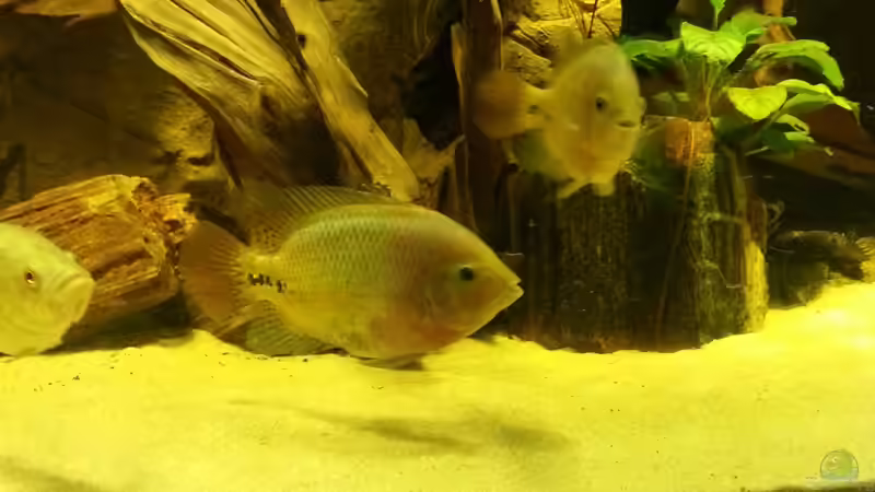 Besatz im Aquarium Cichlidenbecken von Juergen8 (20)