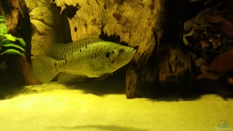 Besatz im Aquarium Cichlidenbecken von Juergen8 (21)