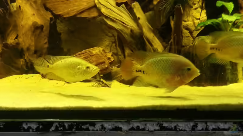 Besatz im Aquarium Cichlidenbecken von Juergen8 (22)