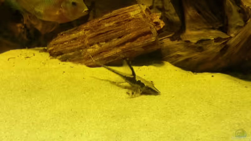 Besatz im Aquarium Cichlidenbecken von Juergen8 (24)