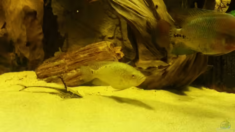 Besatz im Aquarium Cichlidenbecken von Juergen8 (26)