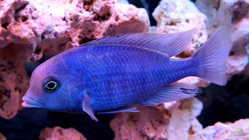 Besatz im Aquarium Cichlidenparadies von Malawi-Guard (100)